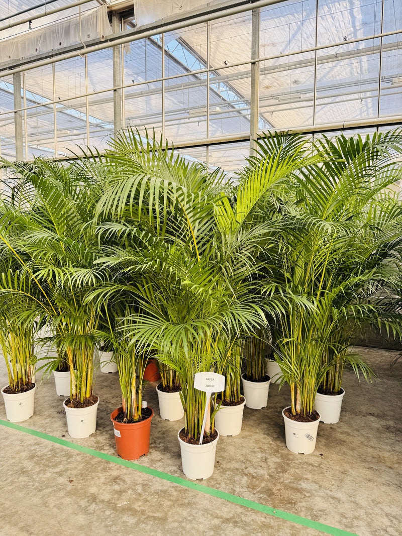 Areca Palm | Alles wat je moet weten over deze tropische Goudpalm