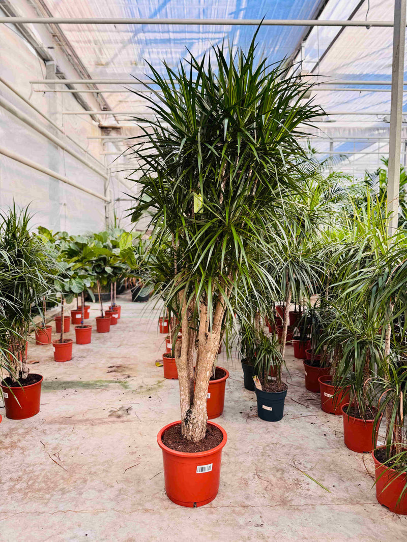 Dracaena | De perfecte kamerplant voor elk interieur