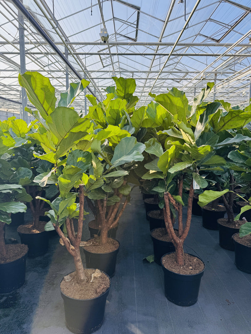 Ficus | Ontdek de Ficus Lyrata en andere populaire soorten