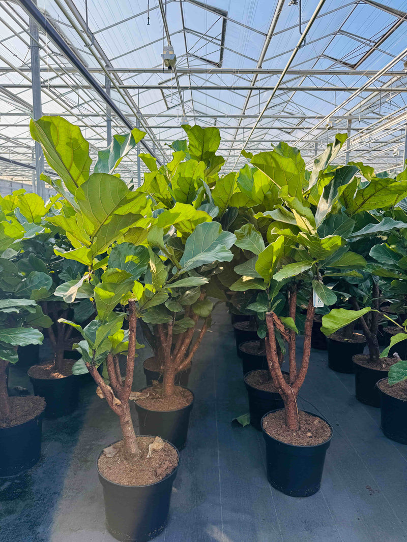 Ficus Lyrata vertakt in de zon bij de kweker.