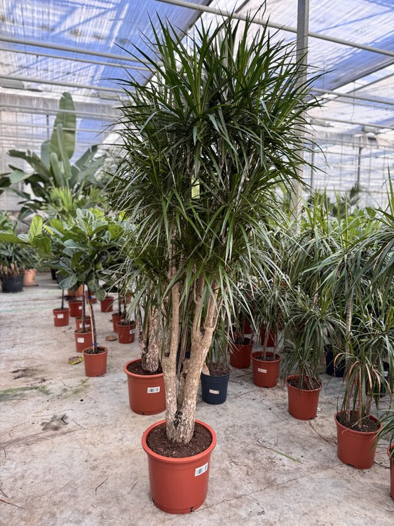 Dracaena | De perfecte kamerplant voor elk interieur