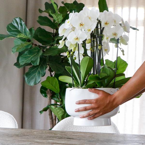 Witte Ochidee wordt op tafel gezet en er staat een Ficus Lyrata bij