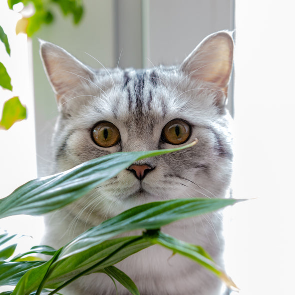 Niet giftige planten voor katten | Veilig groen voor jouw huisdier