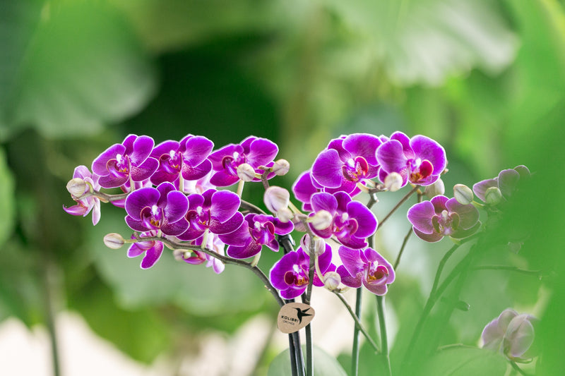 Orchidee | Verzorgingstips voor standplaats, water & groei