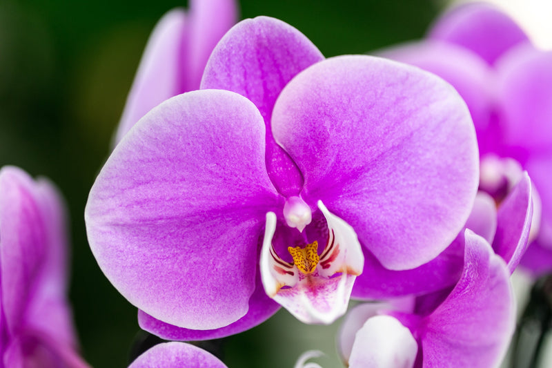 Orchidee | Verzorgingstips voor standplaats, water & groei