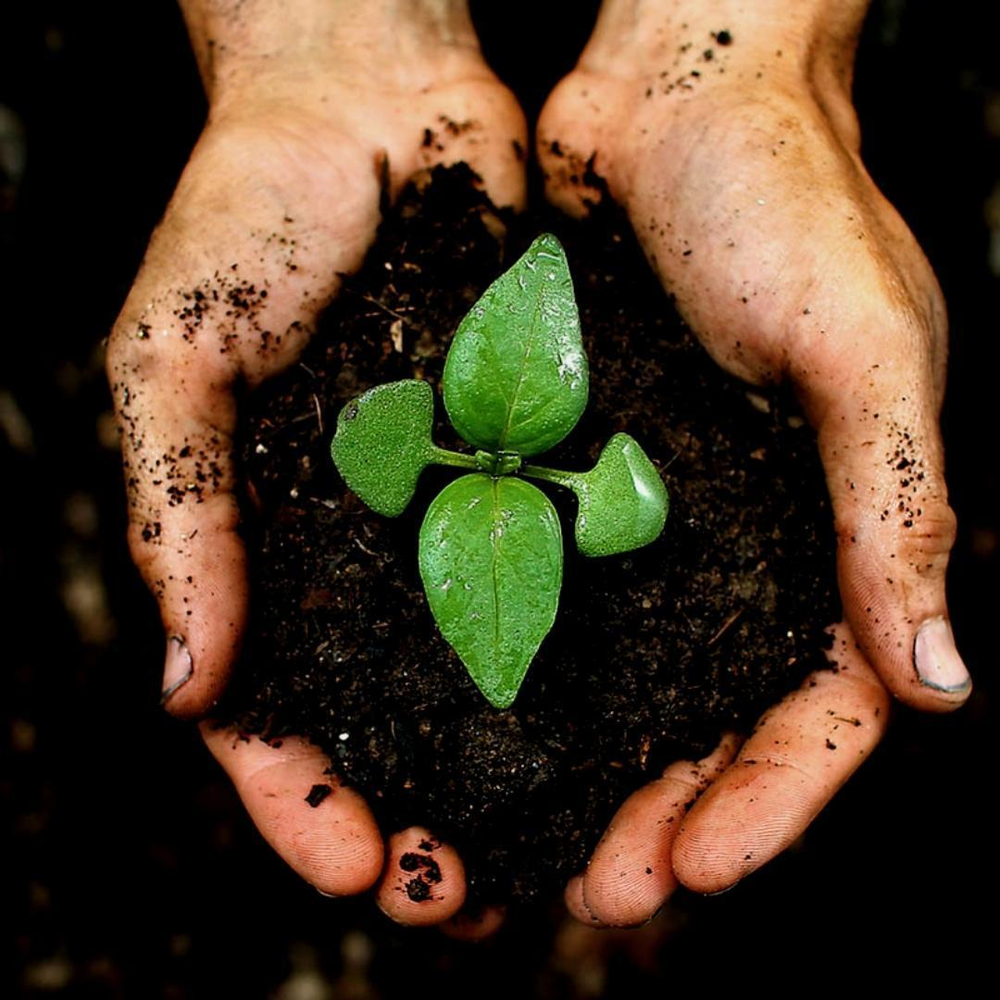 Planten verzorging per soort