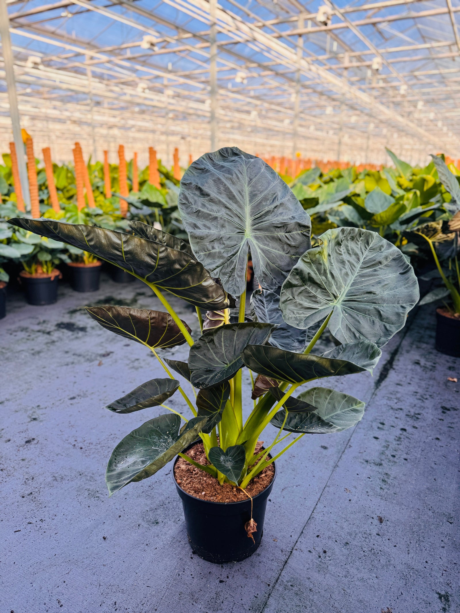 Alocasia