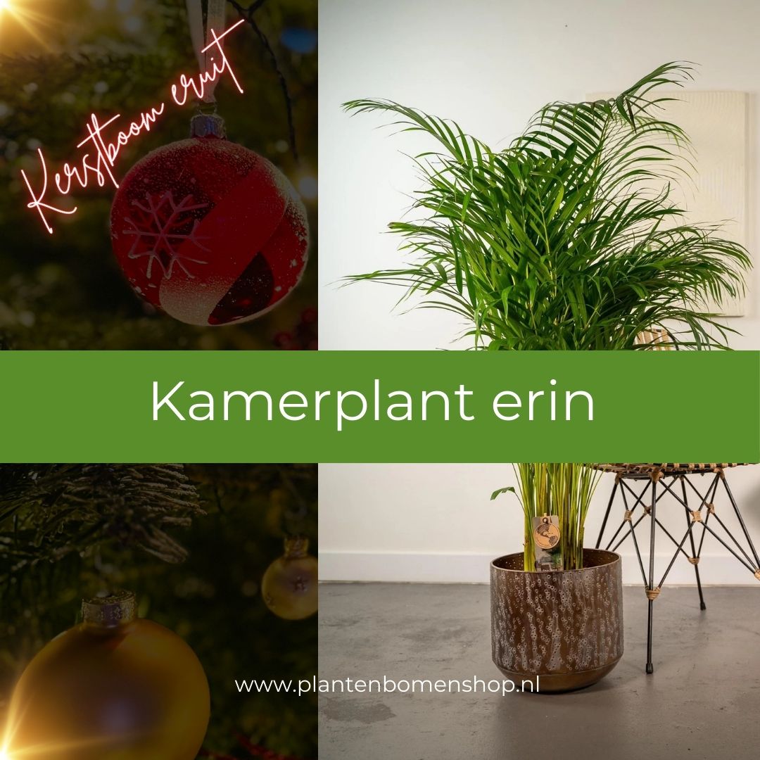 Kerstboom eruit, Kamerplant erin: Areca palm in pot koop je bij Plant & Bomenshop