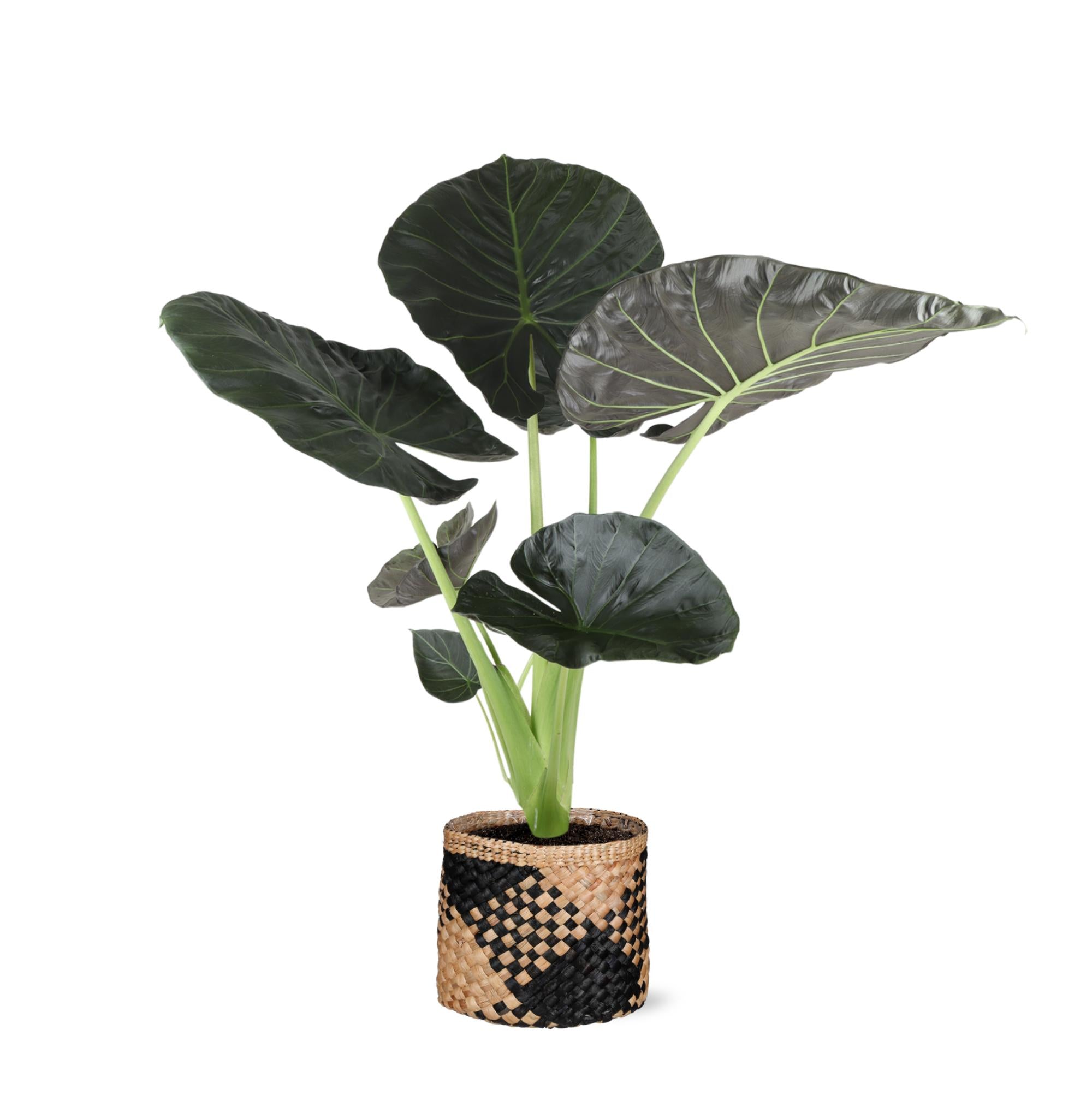 Alocasia Regal Shield - 100cm - Ø21cm - in pot | Kamerplant in diverse potkleuren