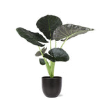 Alocasia Regal Shield - 100cm - Ø21cm - in pot | Kamerplant in diverse potkleuren