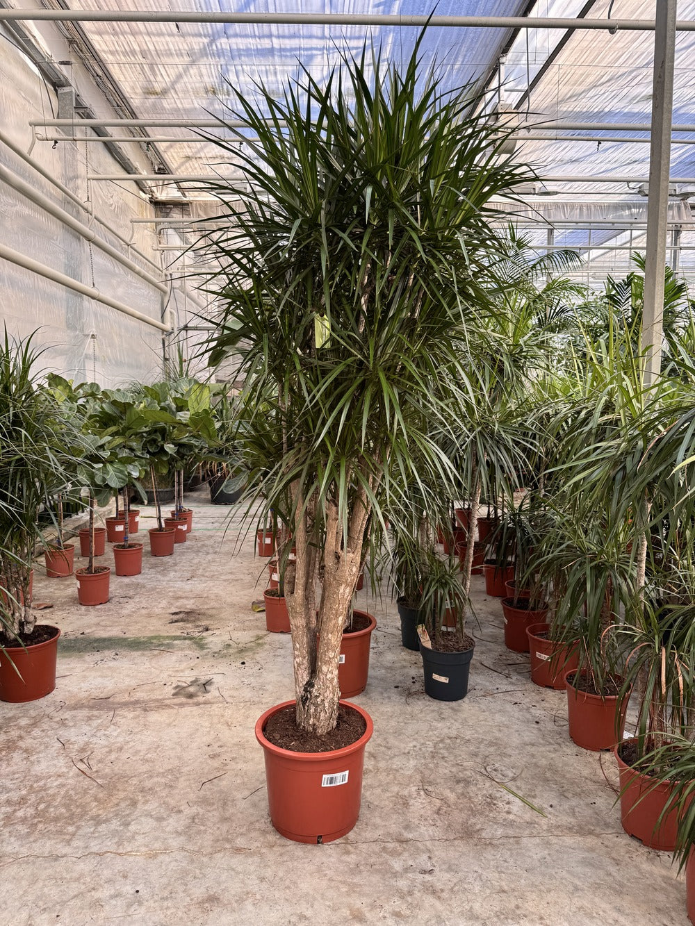 Grote Dracaena van 240cm bij de kweker