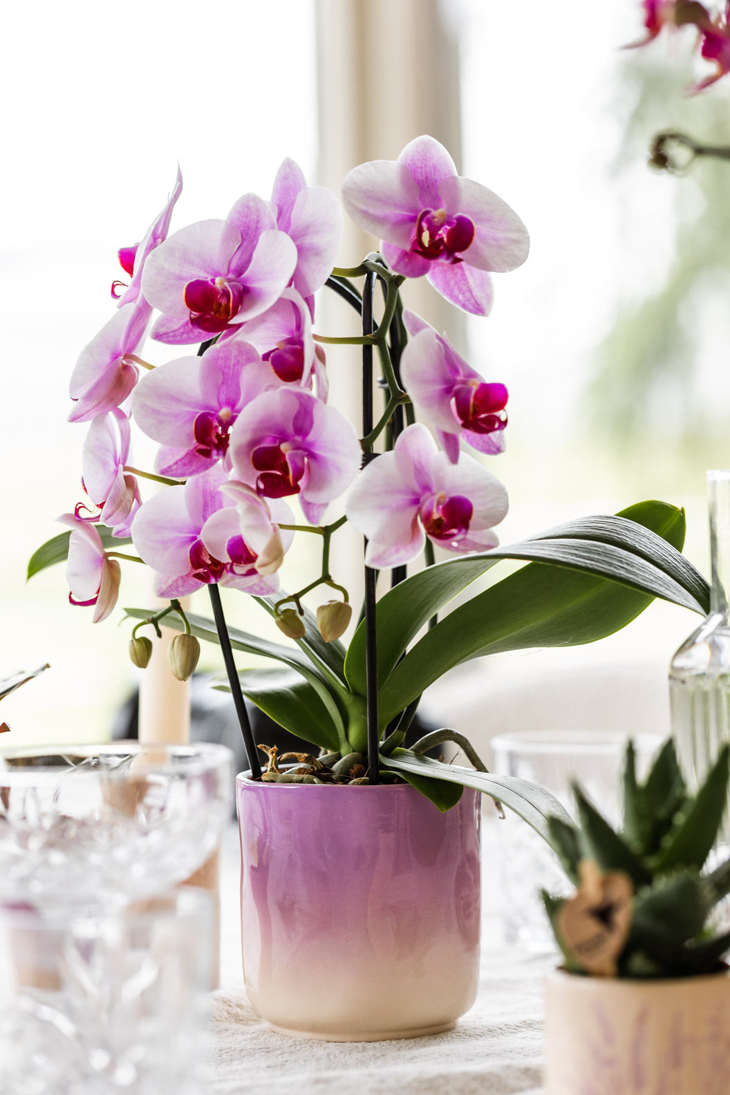 Roze Orchidee in gradience sierpot roze op aangeklede tafel