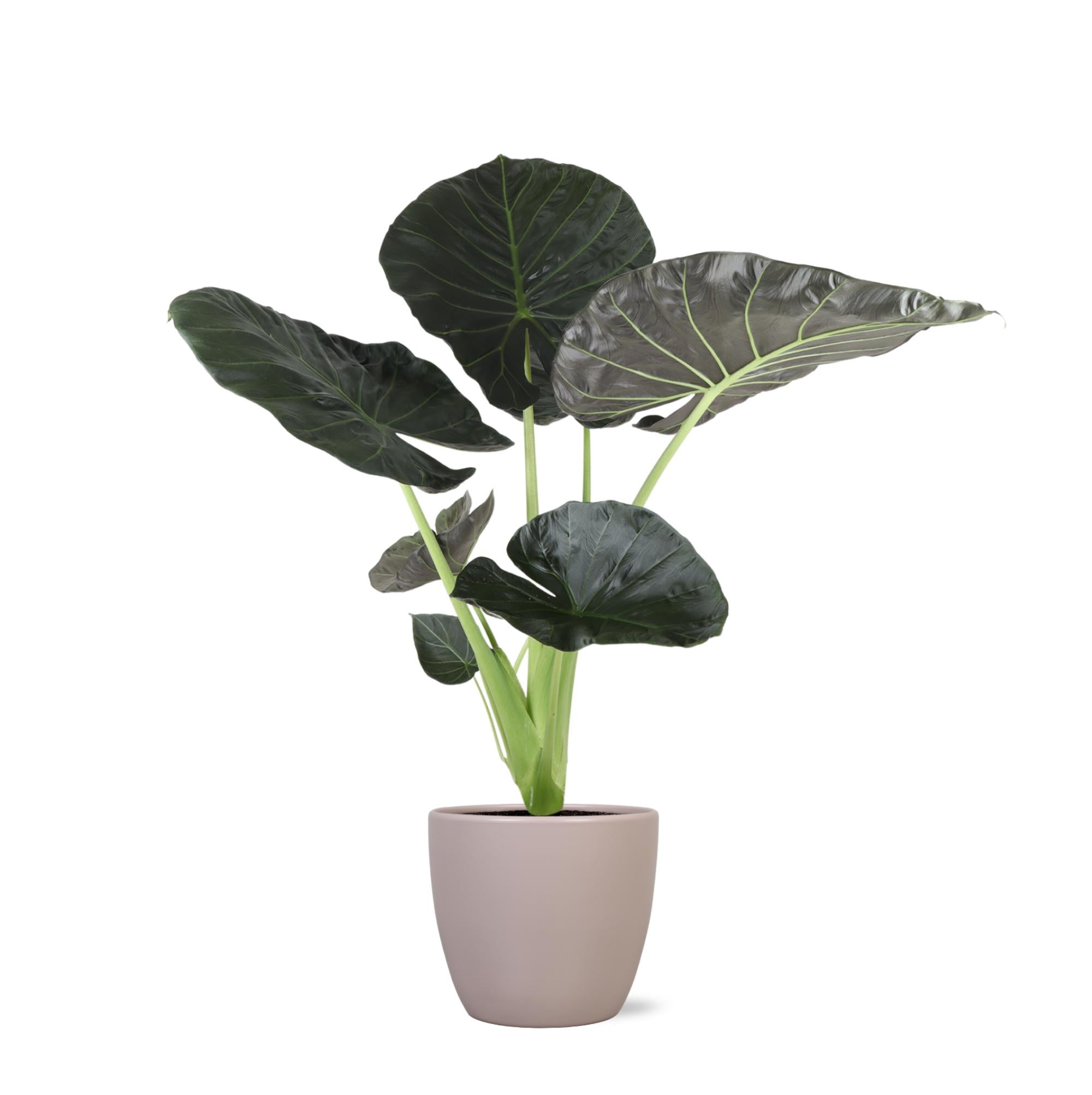 Alocasia Regal Shield - 100cm - Ø21cm - in pot | Kamerplant in diverse potkleuren