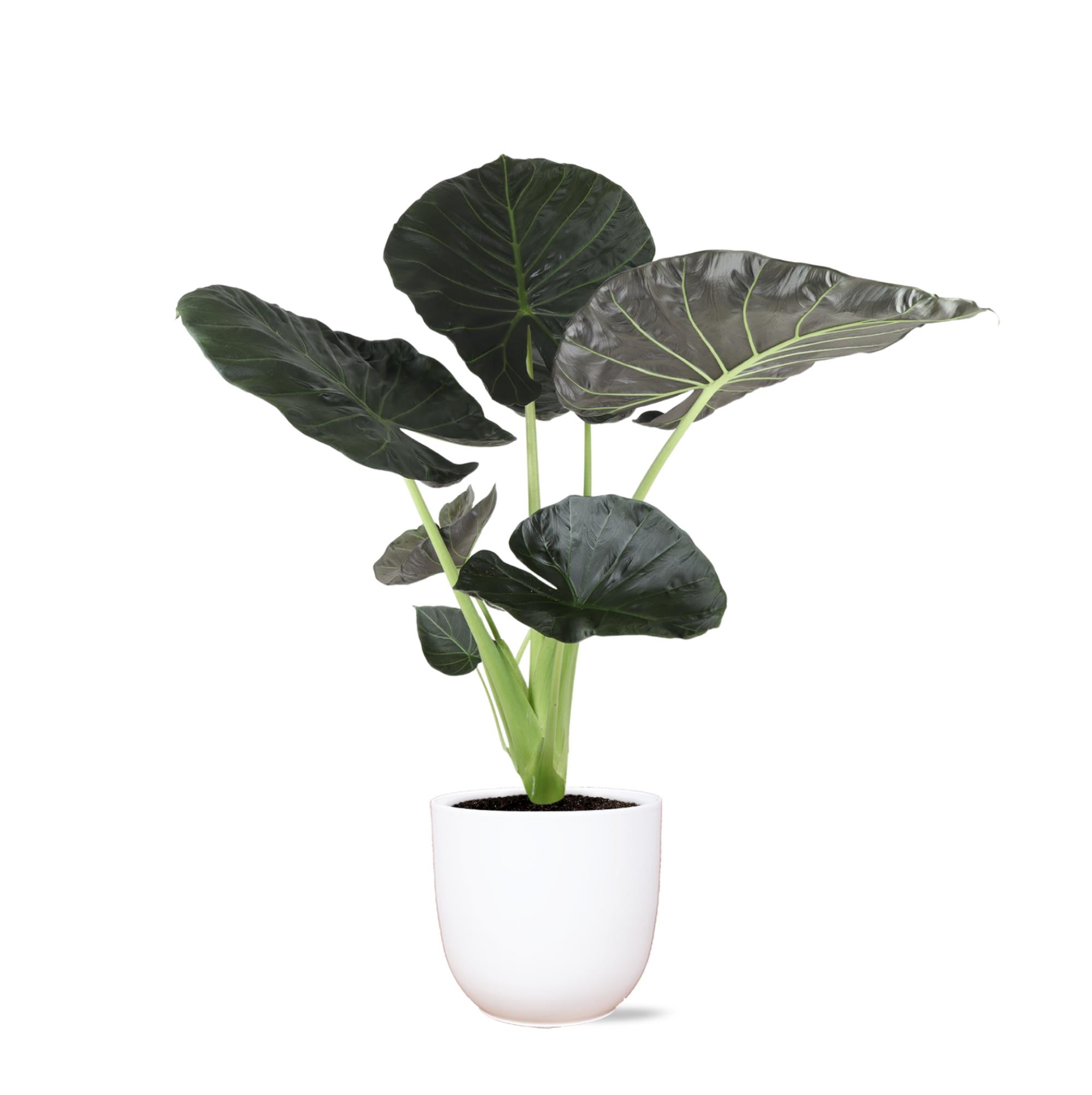 Alocasia Regal Shield - 100cm - Ø21cm - in pot | Kamerplant in diverse potkleuren