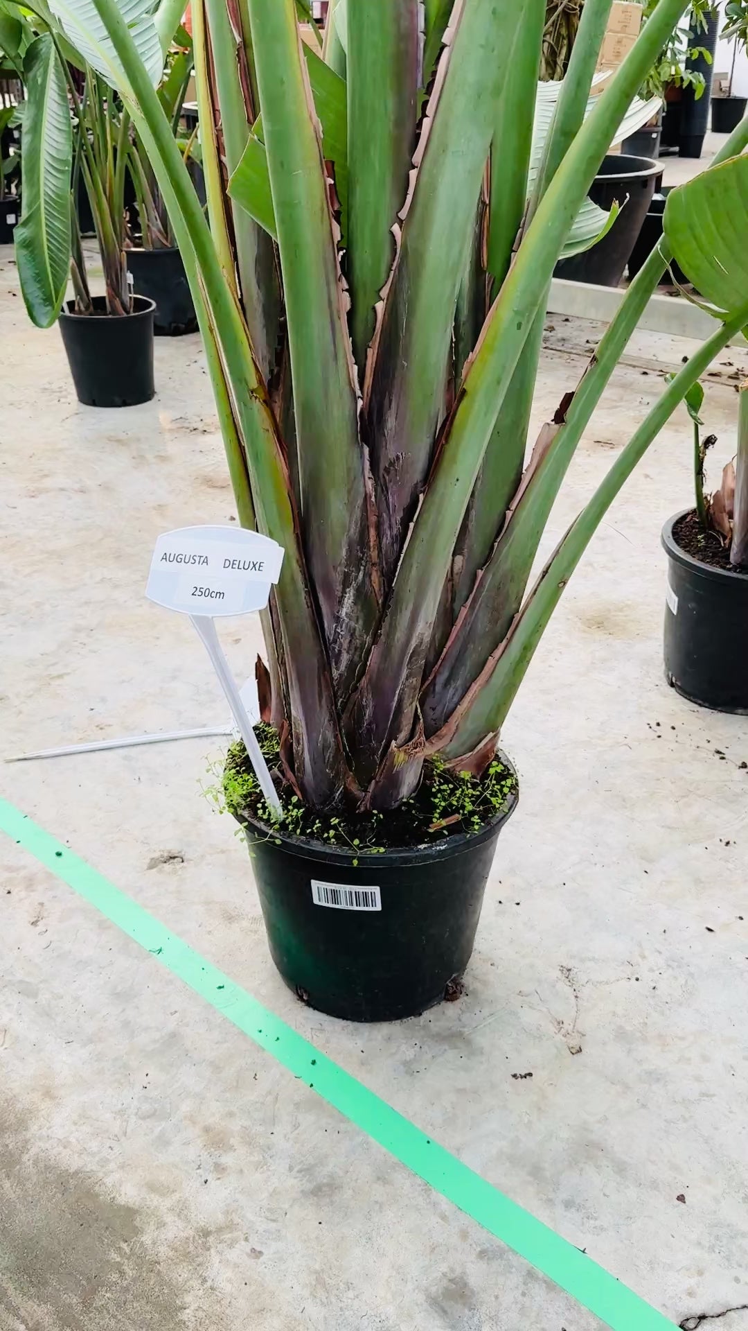 Grote Strelitzia Augusta Deluxe van 250cm in de kas bij de kweker