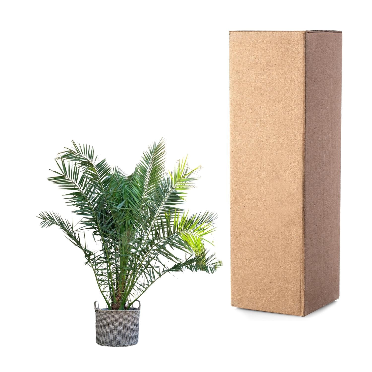 Canarische Dadelpalm – Phoenix Canariensis | 300 cm - ø50