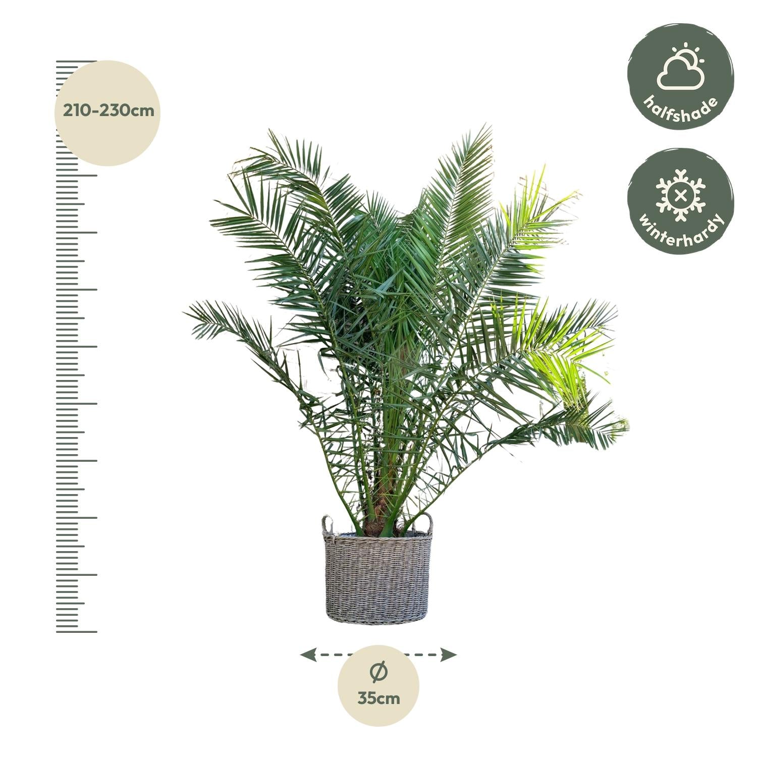 Canarische Dadelpalm – Phoenix Canariensis | 300 cm - ø50