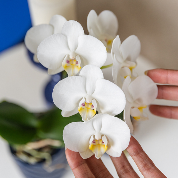 Orchidee | Witte Phalaenopsis orchidee - Amabilis - potmaat Ø9cm