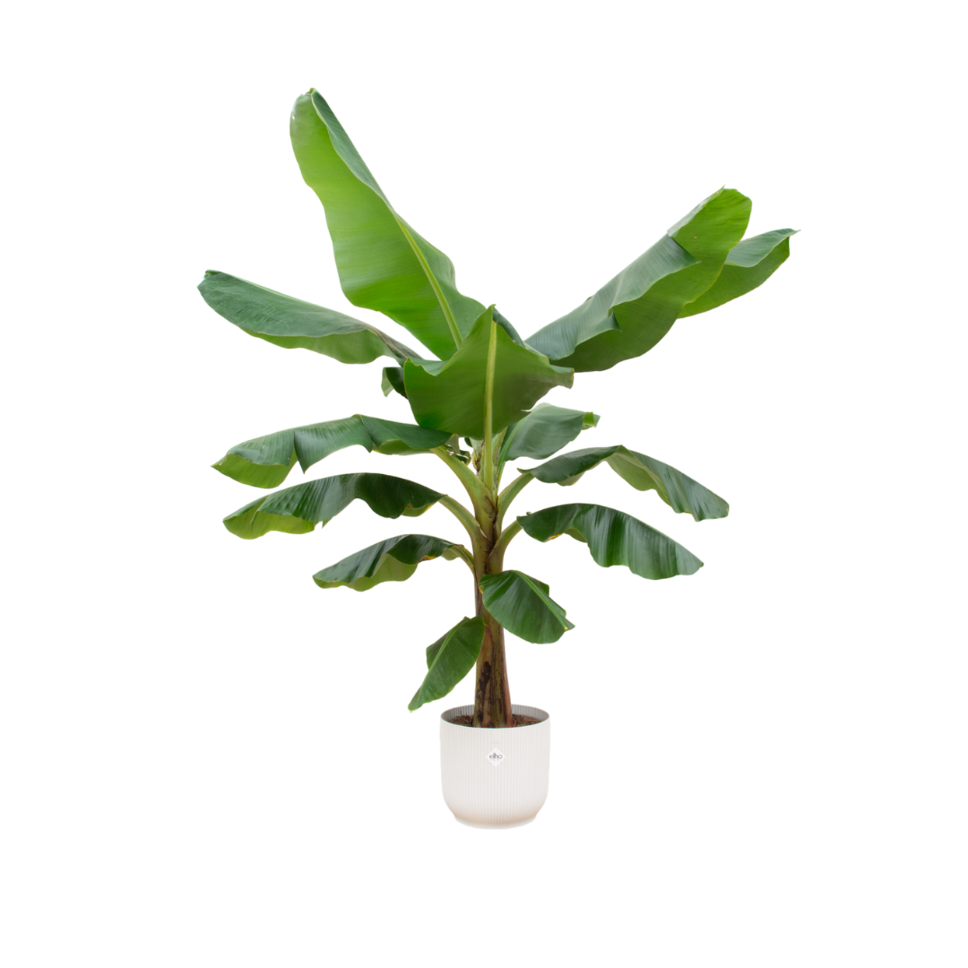 Combi deal - Bananenplant - 180 cm - Ø30 cm in Elho Vibes Fold Round | Musa