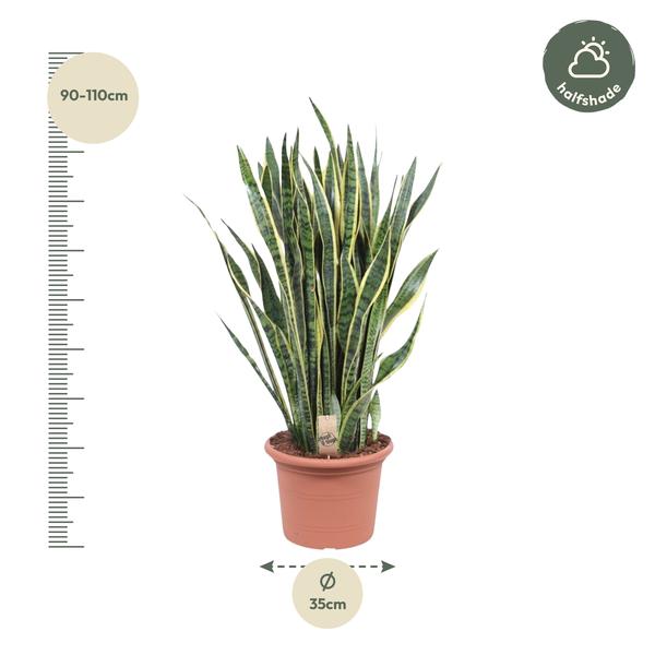 Sansevieria Laurentii - 100 cm - ø35 cm | Vrouwentong