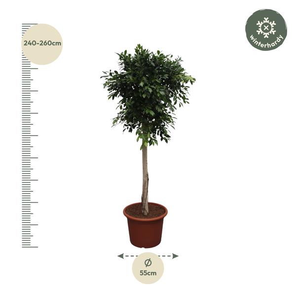 Ficus Nitida boom - 250 cm - ø55 cm  | Ficus - Grote Kamerplanten