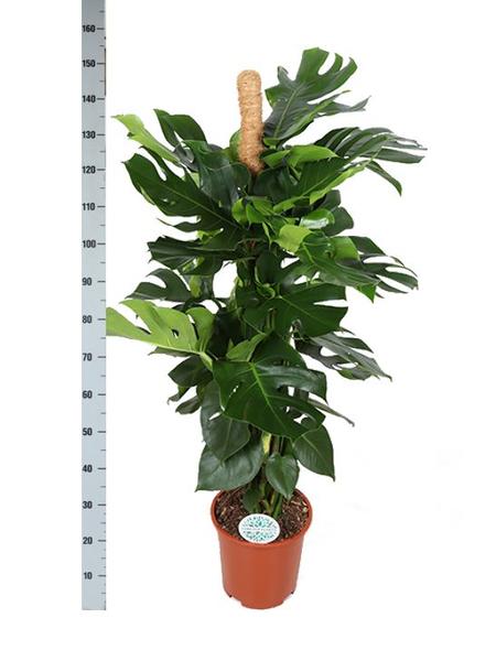 Monstera Deliciosa Mosstok - 150cm - Ø27cm | Monstera