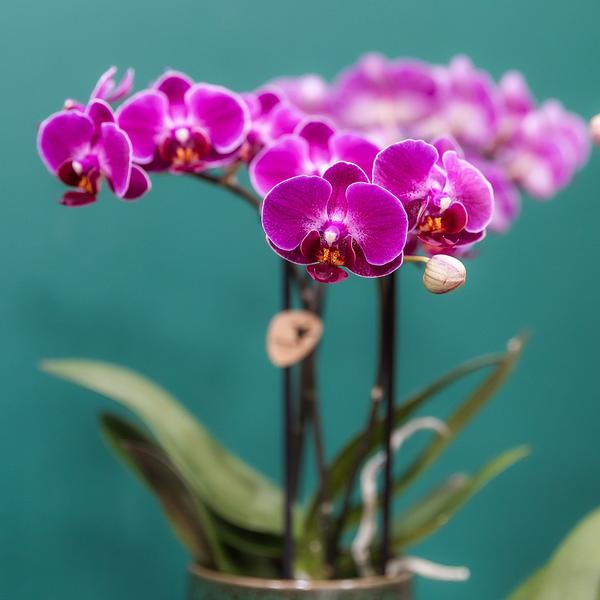 Orchidee | Paarse Phalaenopsis orchidee - Morelia Classy green- potmaat Ø9cm