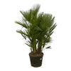 Chamaerops Humilis multi stam (Dwergpalm) - 180 cm - Ø45 cm | Palm