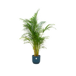 Combi deal - Areca palm 160 cm - Ø30 cm - in Elho Vibes Fold Round | Kamerplant