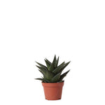 Succulent Haworthia Limifolia - Ø6cm | Vetplant