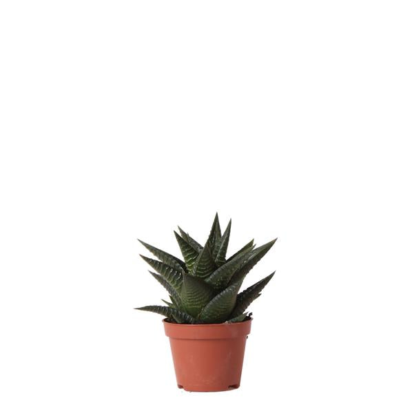 Succulent Haworthia Limifolia - Ø6cm | Vetplant