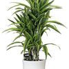 Dracaena Fragrans Lemon Lime - 100 cm - Ø24 cm - in Jayla Pot Wit | Dracaena