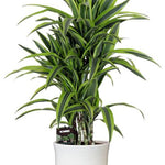 Dracaena Fragrans Lemon Lime - 100 cm - Ø24 cm - in Jayla Pot Wit | Dracaena