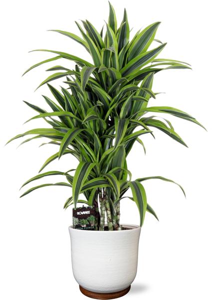 Dracaena Fragrans Lemon Lime - 100 cm - Ø24 cm - in Jayla Pot Wit | Dracaena