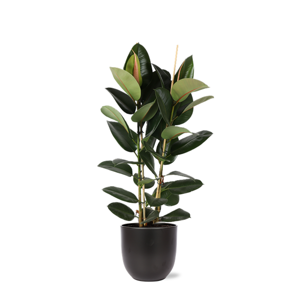 Ficus Elastica Robusta - 110cm - Ø24cm in Boule pot | Ficus