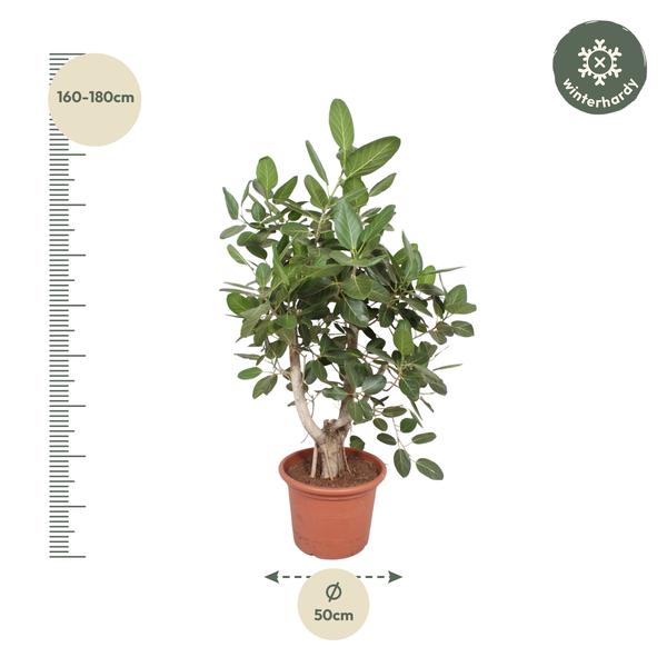 Ficus Benghalensis vertakt - 170 cm - ø50 cm | Grote kamerplanten