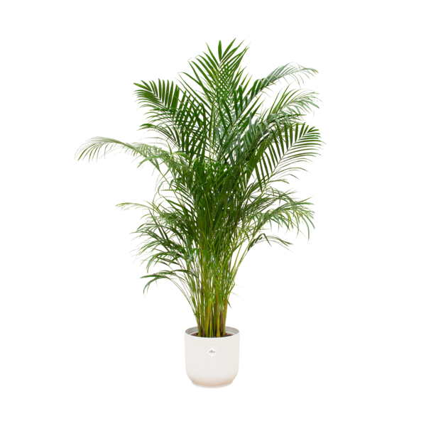 Combi deal - Areca palm - 180 cm - Ø30 cm in Elho Vibes Fold Round pot | Palm