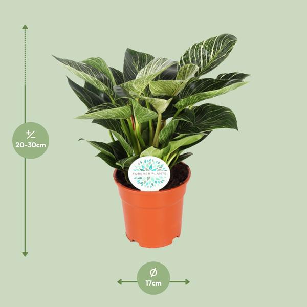 Philodendron Birkin – 30 cm - Ø17 cm | Tropische Kamerplant