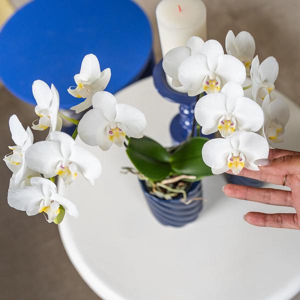 Orchidee | Witte Phalaenopsis orchidee - Amabilis - potmaat Ø9cm