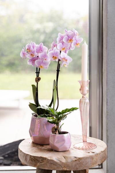 Orchidee | Roze Phalaenopsis orchidee - Andorra - potmaat Ø9cm