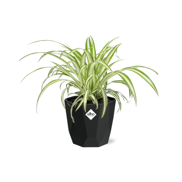 Chlorophytum Comosum Variegatum - 14 cm - in Elho b.for rock pot | Graslelie