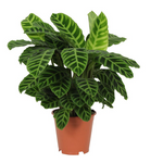 Calathea Zebrina - 80cm - Ø19cm  | Calathea