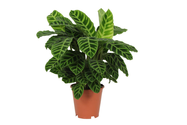 Calathea Zebrina - 80cm - Ø19cm  | Calathea