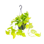 Epipremnum Pinnatum - Scindapsus - 20 cm - Ø15 cm met hanger | Golden Pothos