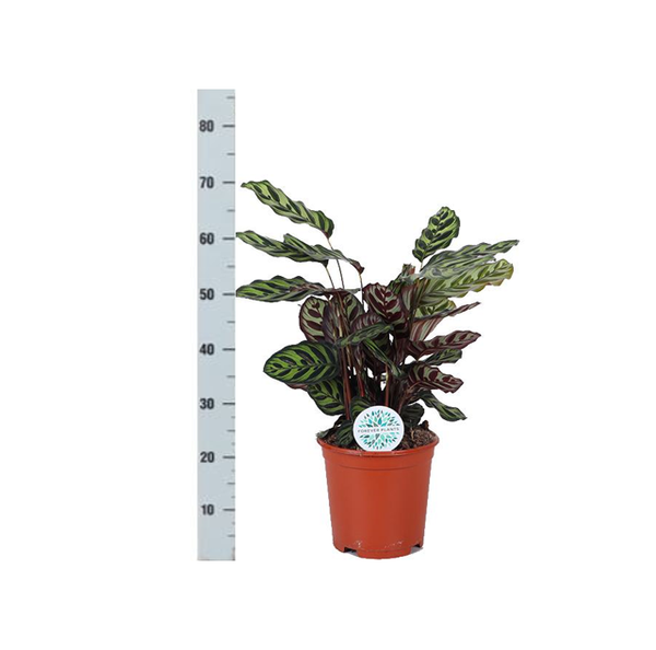 Calathea Makoyana - 70cm - Ø21cm - in verschillende kleuren Boule pot | Calathea