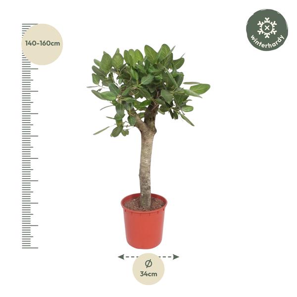 Ficus Benghalensis Boom - 150 cm - ø34 cm | Ficus - Grote Kamerplant