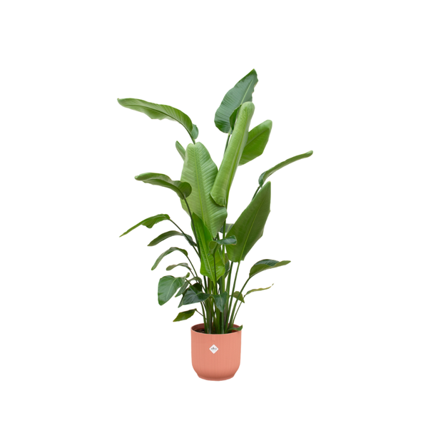 Strelitzia Nicolai - 180 cm - Ø30 cm - met Elho Vibes Fold Round | Grote Kamerplanten