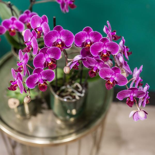 Orchidee | Paarse Phalaenopsis orchidee - Morelia Classy green- potmaat Ø9cm