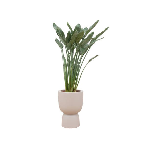 Combi deal - Strelitzia Reginae - in Elho Pure Coupe - 190 cm | Grote Kamerplant