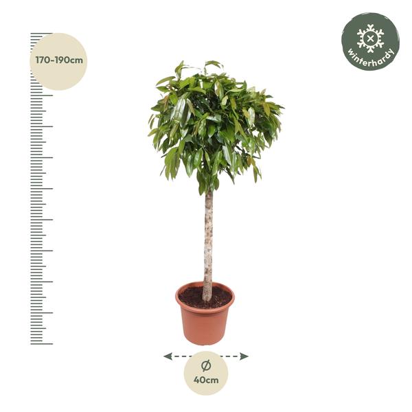 Ficus Amstel King - 180cm - ø40cm | Ficus - Grote Kamerplanten